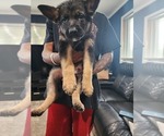 Puppy Puppy 5 German Shepherd Dog