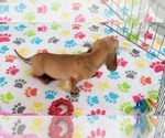 Small #10 Dachshund