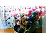 Puppy Teddy Goldendoodle (Miniature)