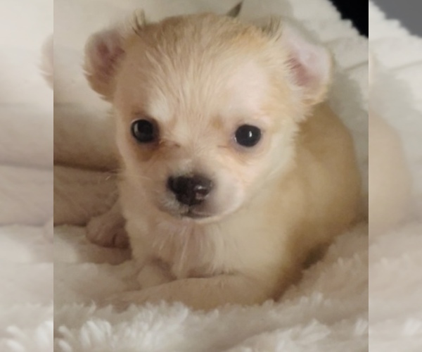 Medium Photo #5 Chihuahua Puppy For Sale in ADAMSVILLE, TN, USA