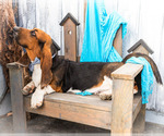 Small Photo #10 Basset Hound Puppy For Sale in WAKARUSA, IN, USA