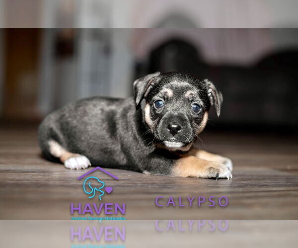 Medium Photo #1 Dachshund-Unknown Mix Puppy For Sale in Omaha, NE, USA