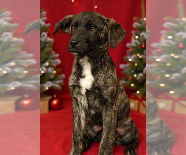 Medium Photo #1 Mutt Puppy For Sale in Royal Palm Beach, FL, USA