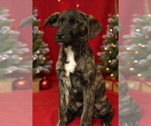 Mutt Dogs for adoption in Royal Palm Beach, FL, USA