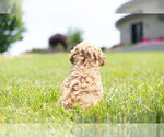 Small Photo #11 Cocker Spaniel-Poodle (Miniature) Mix Puppy For Sale in WARSAW, IN, USA