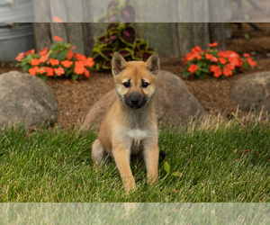 Shiba Inu Puppy for sale in MILLERSBURG, IN, USA