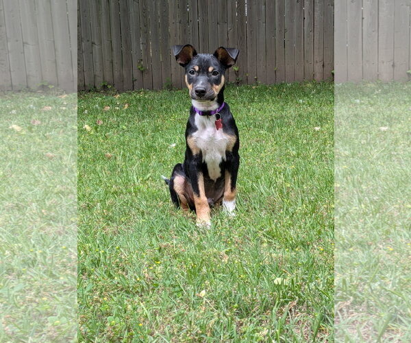 Medium Photo #3 Rat Terrier-Unknown Mix Puppy For Sale in Mount Laurel, NJ, USA