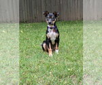 Small #2 Rat Terrier Mix