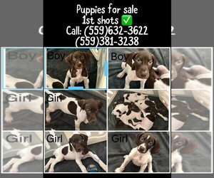 German Shorthaired Pointer Puppy for sale in HANFORD, CA, USA
