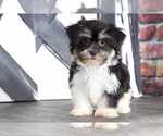 Small Photo #1 Shorkie Tzu Puppy For Sale in BEL AIR, MD, USA