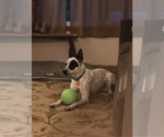 Small #2 Pembroke Welsh Corgi Mix