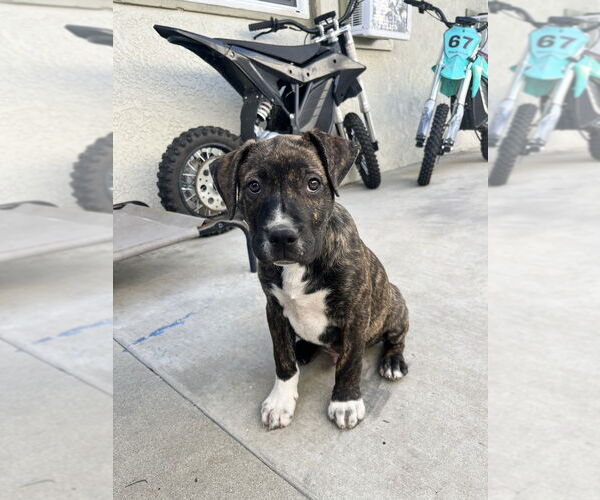 Medium Photo #10 Boxer-Unknown Mix Puppy For Sale in Dana Point, CA, USA