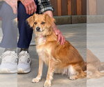 Small Photo #3 Chihuahua-Unknown Mix Puppy For Sale in Sequim, WA, USA