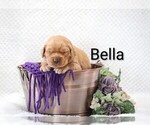 Puppy Bella Golden Retriever