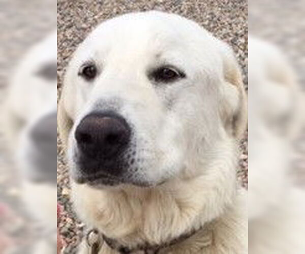 Medium Photo #4 Akbash-Great Pyrenees Mix Puppy For Sale in PEYTON, CO, USA
