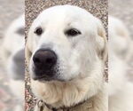 Small #3 Akbash-Great Pyrenees Mix