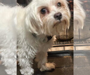 Maltese-Unknown Mix Dogs for adoption in Grafton, WI, USA
