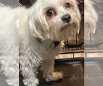 SPONSOR OR FOSTER ME - Mojo - Male Maltese-Unknown Mix Dog for Adoption - Small photo