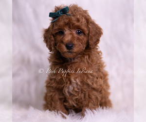Medium Poodle (Miniature)
