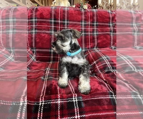 Medium Photo #9 Schnauzer (Miniature) Puppy For Sale in ROY, WA, USA