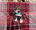 Small Photo #9 Schnauzer (Miniature) Puppy For Sale in ROY, WA, USA