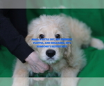 Small #13 Goldendoodle