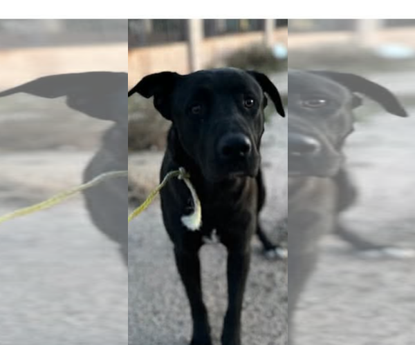 Medium Photo #5 Labrador Retriever-Unknown Mix Puppy For Sale in San Diego, CA, USA