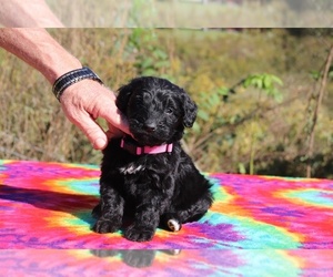 Goldendoodle Puppy for sale in UNION CITY, TN, USA