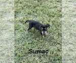 Sumac - Male Mutt Dog for Adoption - Small photo