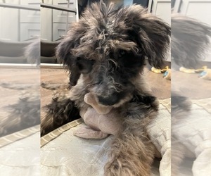 Labradoodle Puppy for sale in DAVENPORT, IA, USA