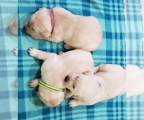 Medium Photo #61 Labrador Retriever Puppy For Sale in OLYMPIA, WA, USA