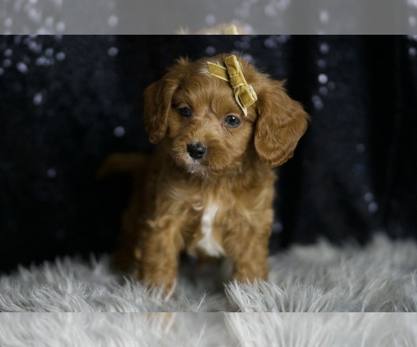 Medium Photo #12 Cavapoo Puppy For Sale in WARSAW, IN, USA