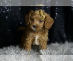 Small Photo #12 Cavapoo Puppy For Sale in WARSAW, IN, USA