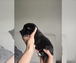Puppy Puppy 6 German Shepherd Dog