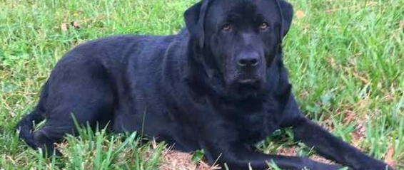 Medium Photo #3 Labrador Retriever-Unknown Mix Puppy For Sale in ATLANTIC BEACH, FL, USA