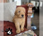 Image preview for Ad Listing. Nickname: Litter of 4