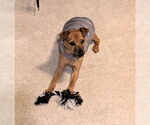 Small #3 Mutt