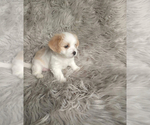 Small #4 Maltipoo-Poodle (Toy) Mix