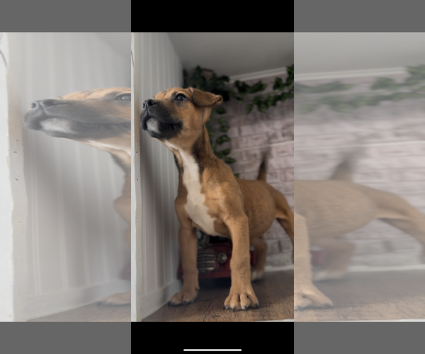 Medium Photo #2 Mutt Puppy For Sale in Jacksonville, NC, USA