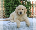 Small #2 Golden Retriever