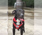 Small #1 American Pit Bull Terrier-Labrador Retriever Mix
