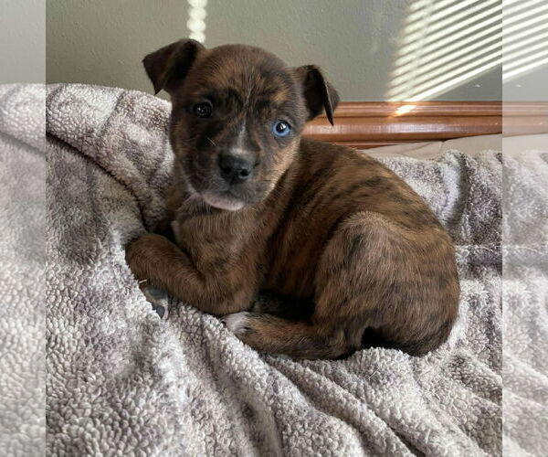 Medium Photo #2 Mountain Cur-Unknown Mix Puppy For Sale in Oakhurst, NJ, USA