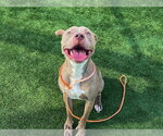 KENNY - Male Mutt Dog for Adoption - Small photo