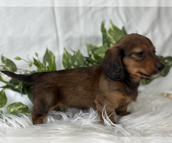 Medium Photo #6 Dachshund Puppy For Sale in ROCK STREAM, NY, USA