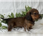 Small #5 Dachshund