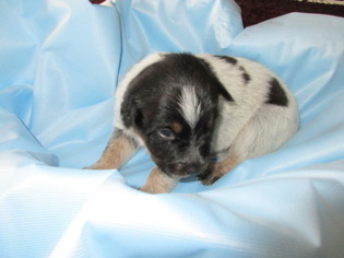 Australian Cattle Dog Puppy for sale in HARVARD, IL, USA
