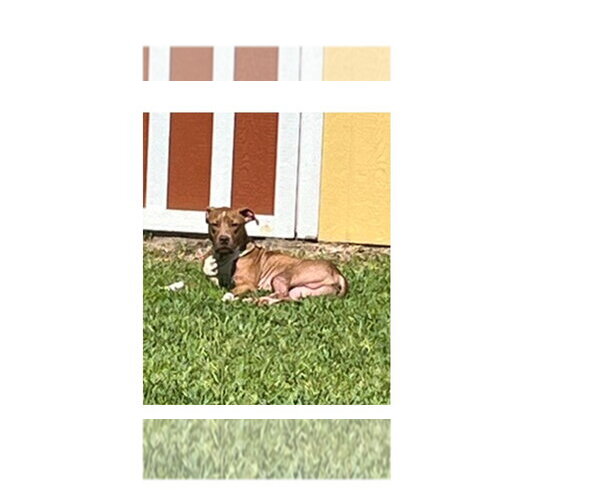 Medium Photo #9 Labrador Retriever-Unknown Mix Puppy For Sale in Sanford, FL, USA