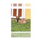 Small #8 Labrador Retriever Mix