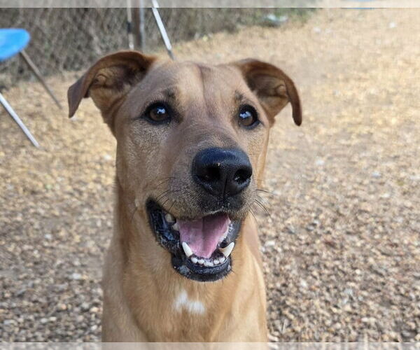 Medium Photo #1 Black Mouth Cur-Unknown Mix Puppy For Sale in Anniston, AL, USA