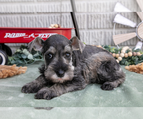 Medium Photo #1 Schnauzer (Miniature) Puppy For Sale in BALTIC, OH, USA